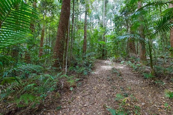 Waterfall in Springbrook for sale!