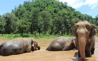 Elephant Love – Swim with Elephants in Thailand