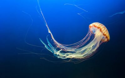 Jellyfish Stings – Latest Research on How to Fix Them