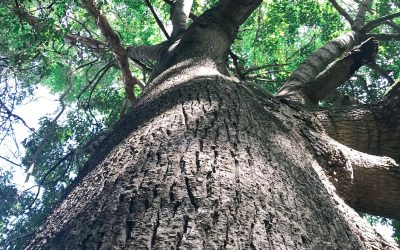 The No. 1 Most Endangered Tree on the Coast