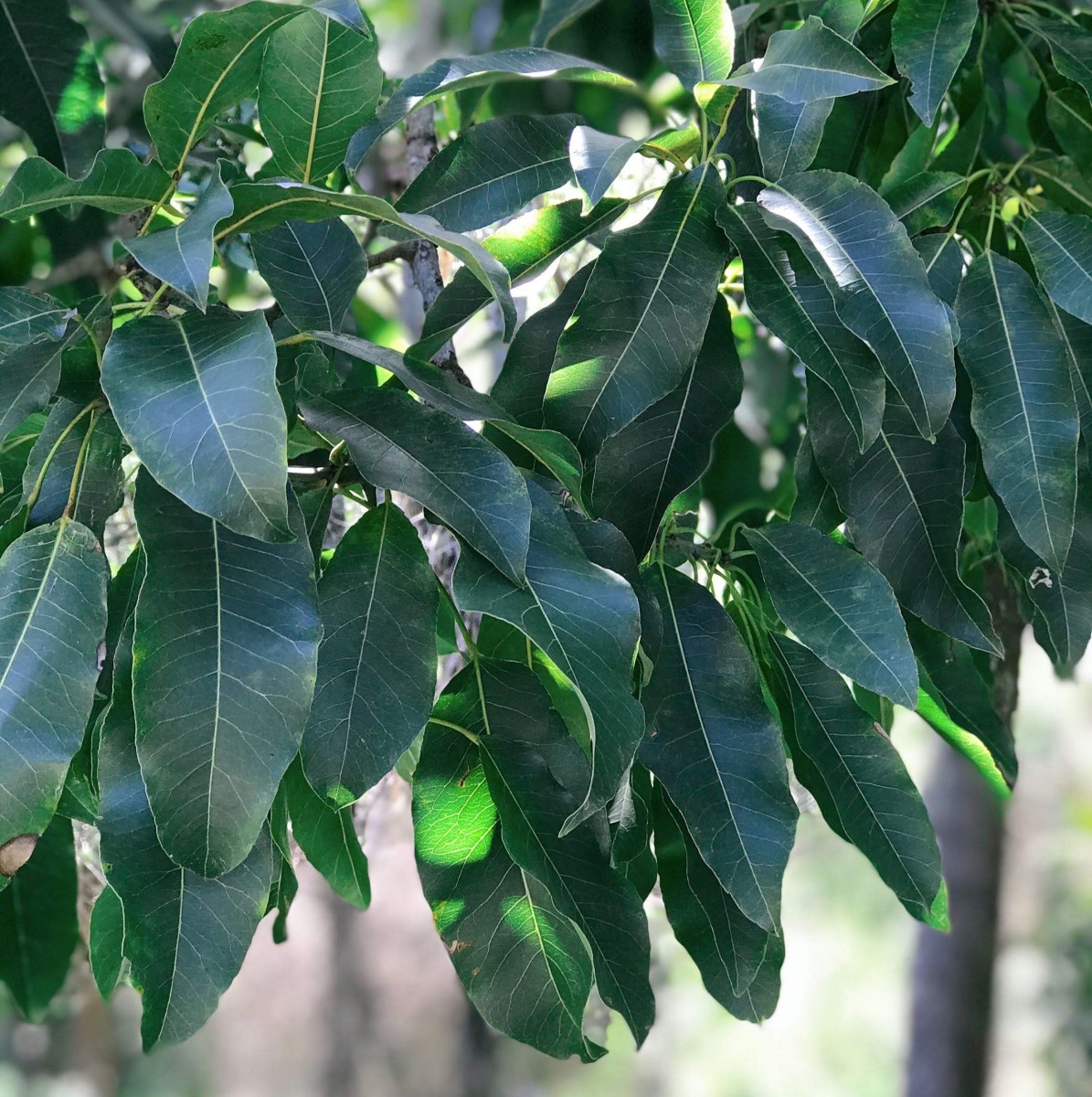 Leaves from the old specimen in Kingsholme. Notice the oval shaped leaves are very different to the leaves of younger trees.