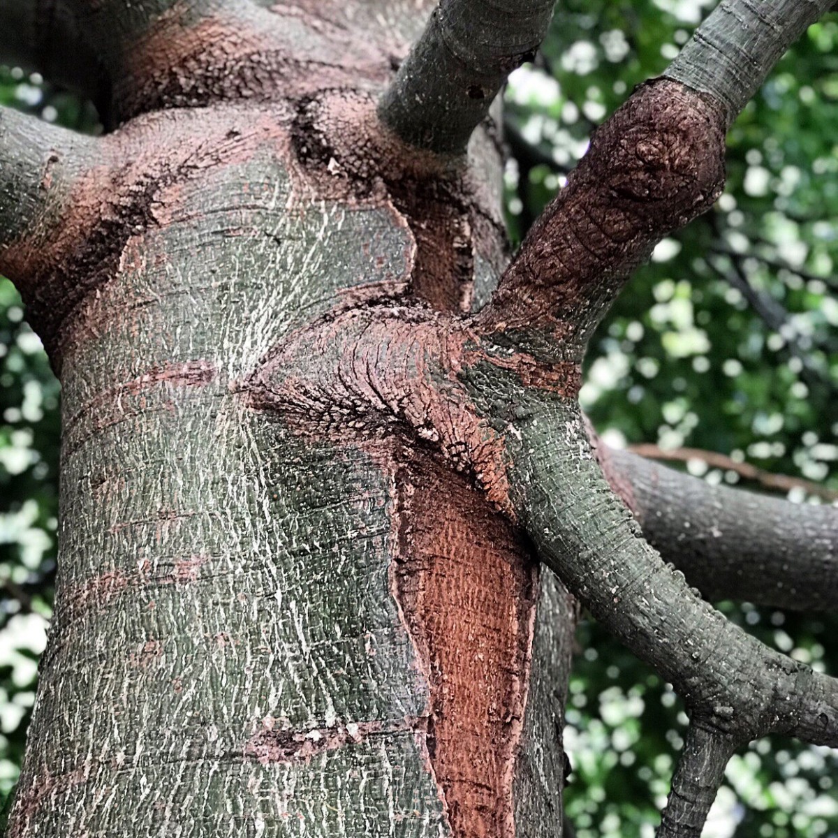 This magnificent tree was rescued from a development site and moved to the Gold Coast Regional Botanic Gardens in 2009