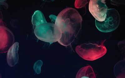 Jellyfish Blooms: Turning Wobblers Into Useful Products