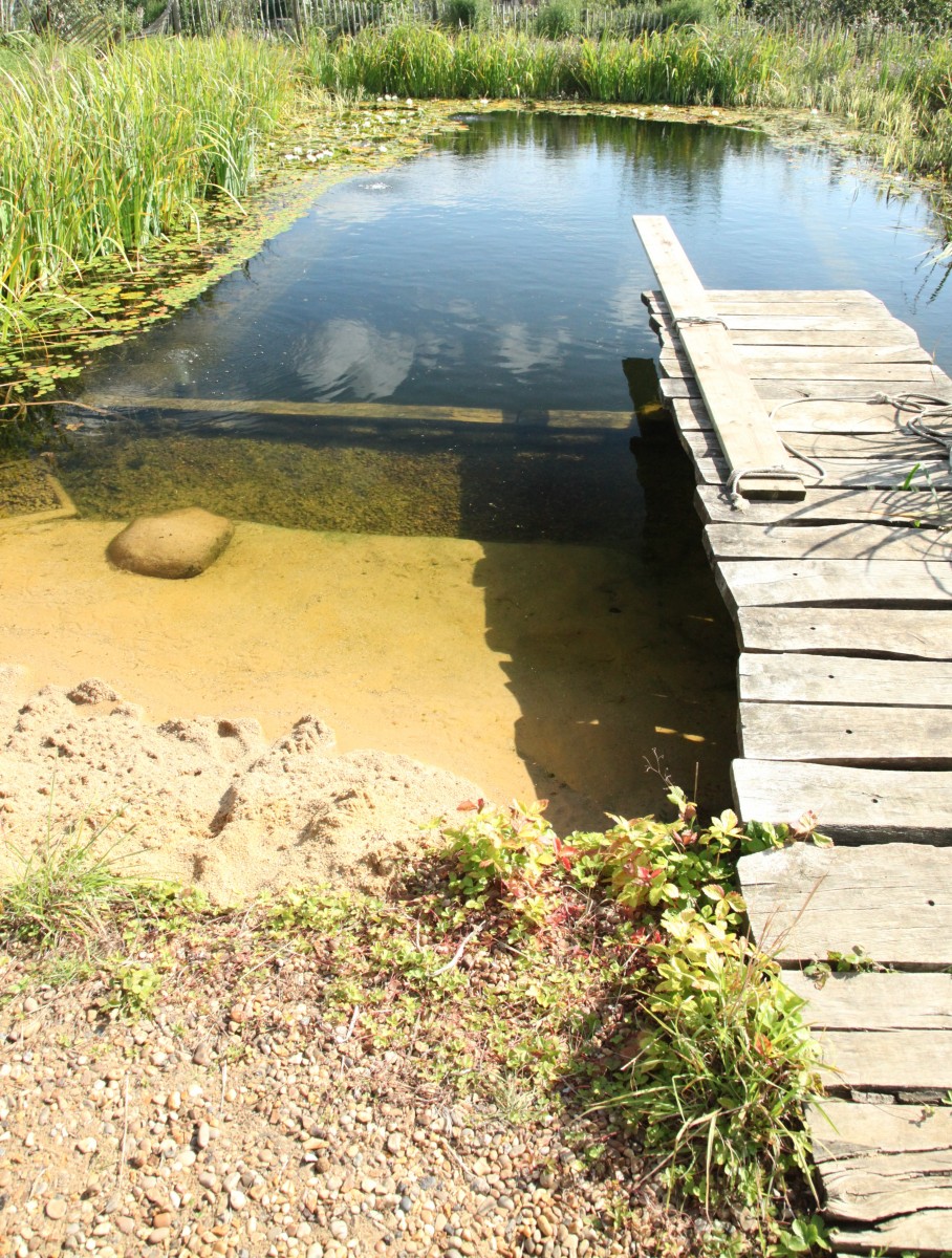 Organic pool: These swimming holes have entered the chat. Now you can build your own, and create a pond that brings wildlife right to you.