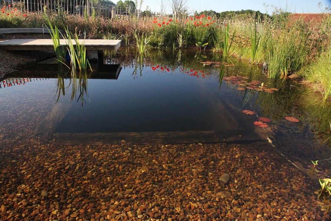 Organic pool: These swimming holes have entered the chat. Now you can build your own, and create a pond that brings wildlife right to you.