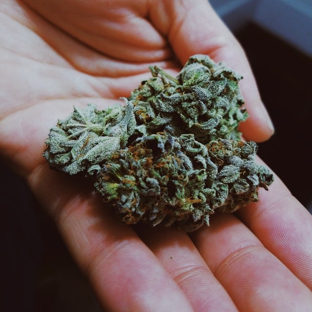 Marijuana bud