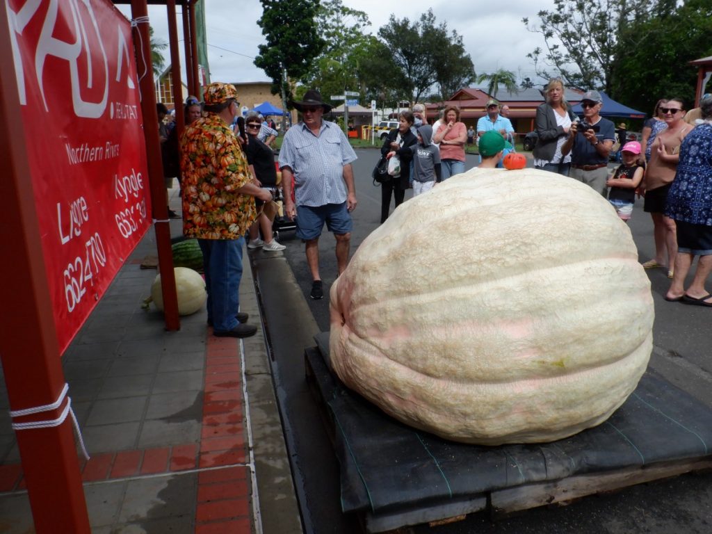 The biggest pumpkin!