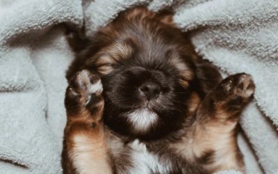 TIPS TO KEEP ANIMALS SAFE IN THE COLD