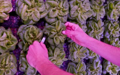 Vertical Farming at Retirement Villages are a Hit