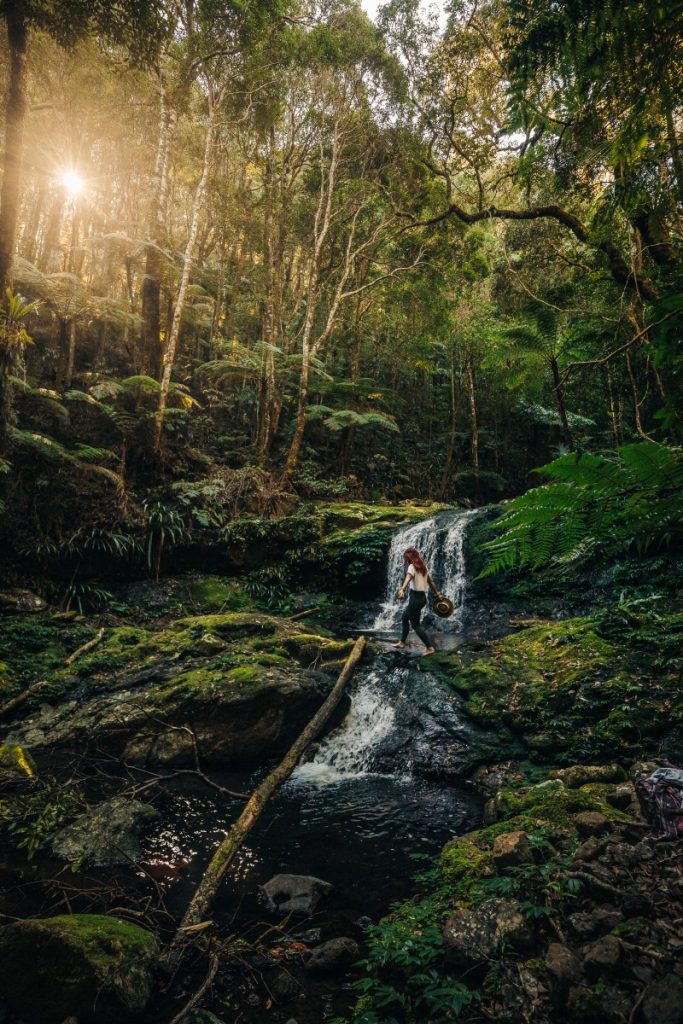 Lamington National Park: It is the perfect time to experience World Heritage Under Your Feet. The Silver team went to O’Reilly’s at Canungra, just on our doorstep.