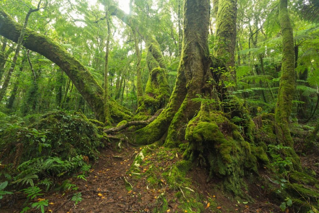 Lamington National Park: It is the perfect time to experience World Heritage Under Your Feet. The Silver team went to O’Reilly’s at Canungra, just on our doorstep.